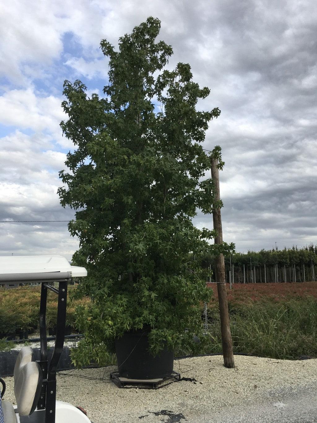 The multistemmed gum tree 3.00 - 4.00 m Liquidambar styraciflua