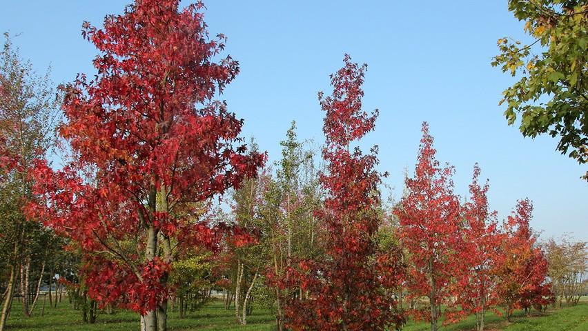 The multistemmed gum tree 3.00 - 4.00 m Liquidambar styraciflua