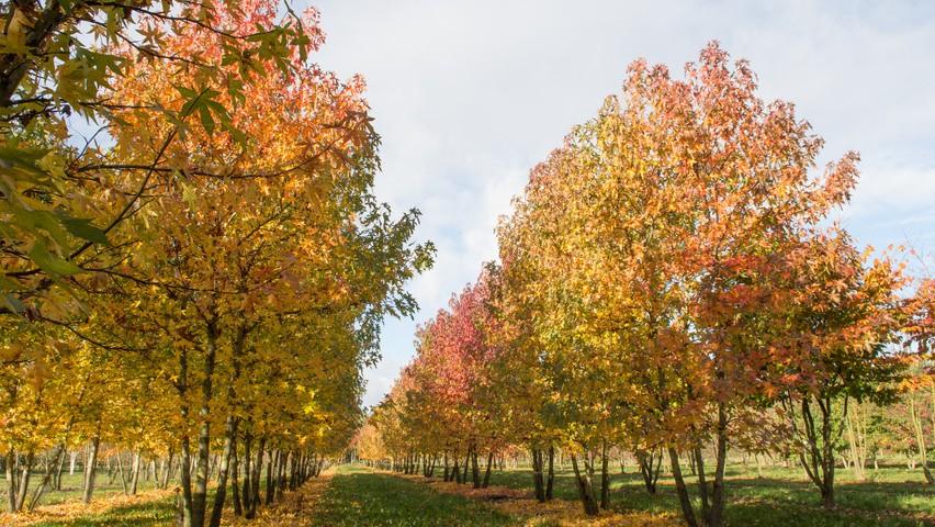 The multistemmed gum tree 3.00 - 4.00 m Liquidambar styraciflua