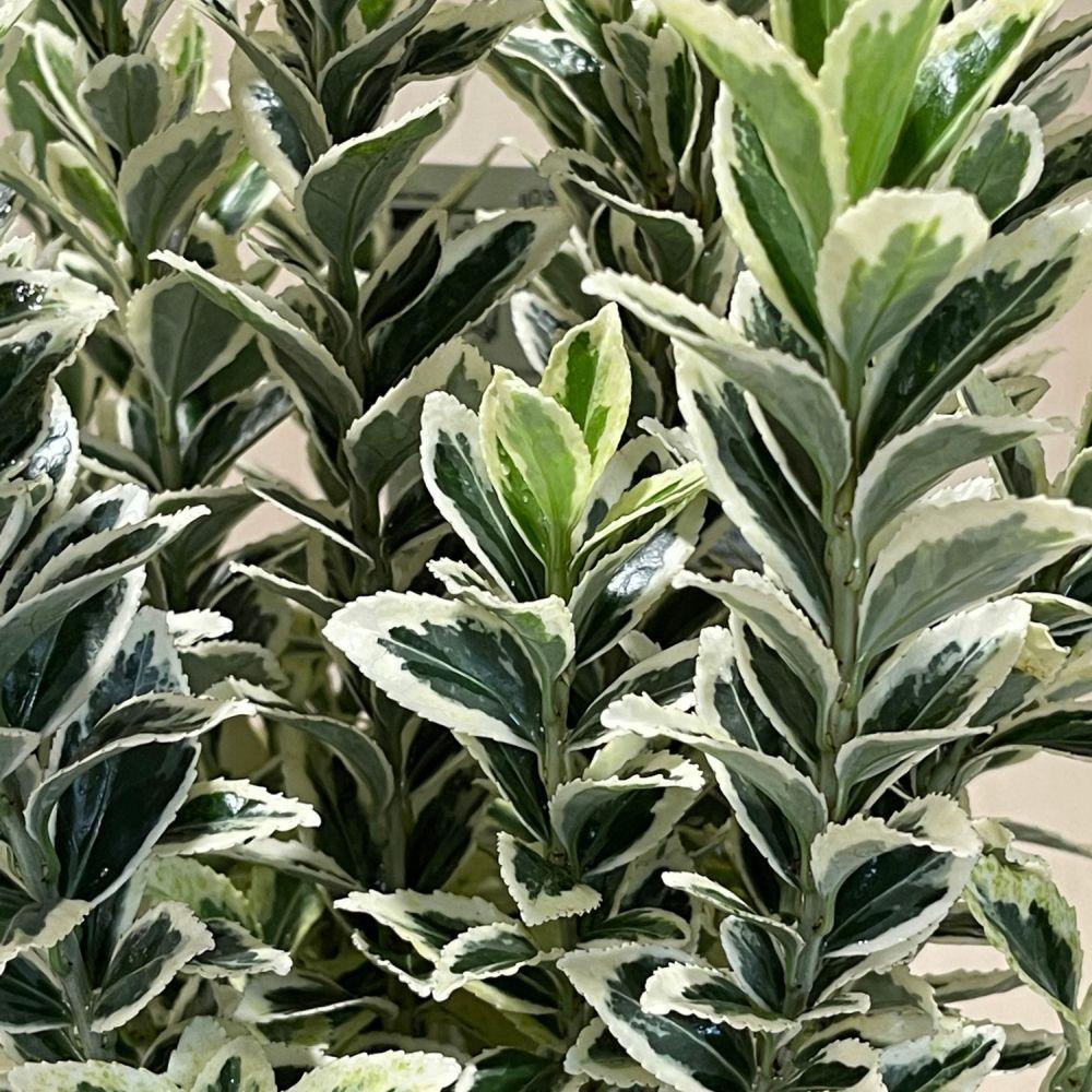 Salba japoneza Bravo" 0.80 - 1.00 m Euonymus jap."Bravo"