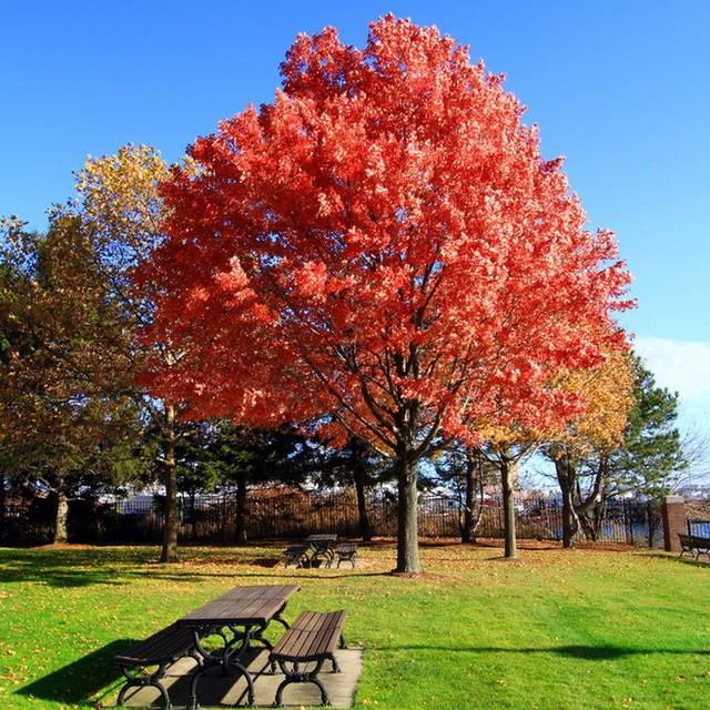 Red oak 3.00 - 4.00 m Quercus rubra