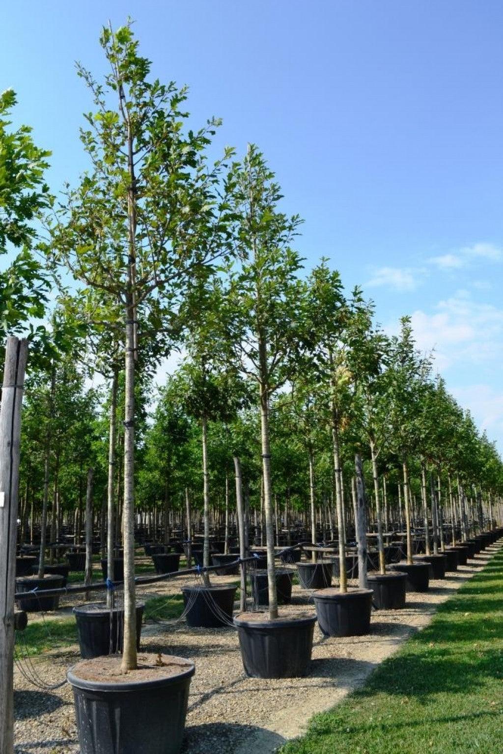 Red oak 3.00 - 4.00 m Quercus rubra