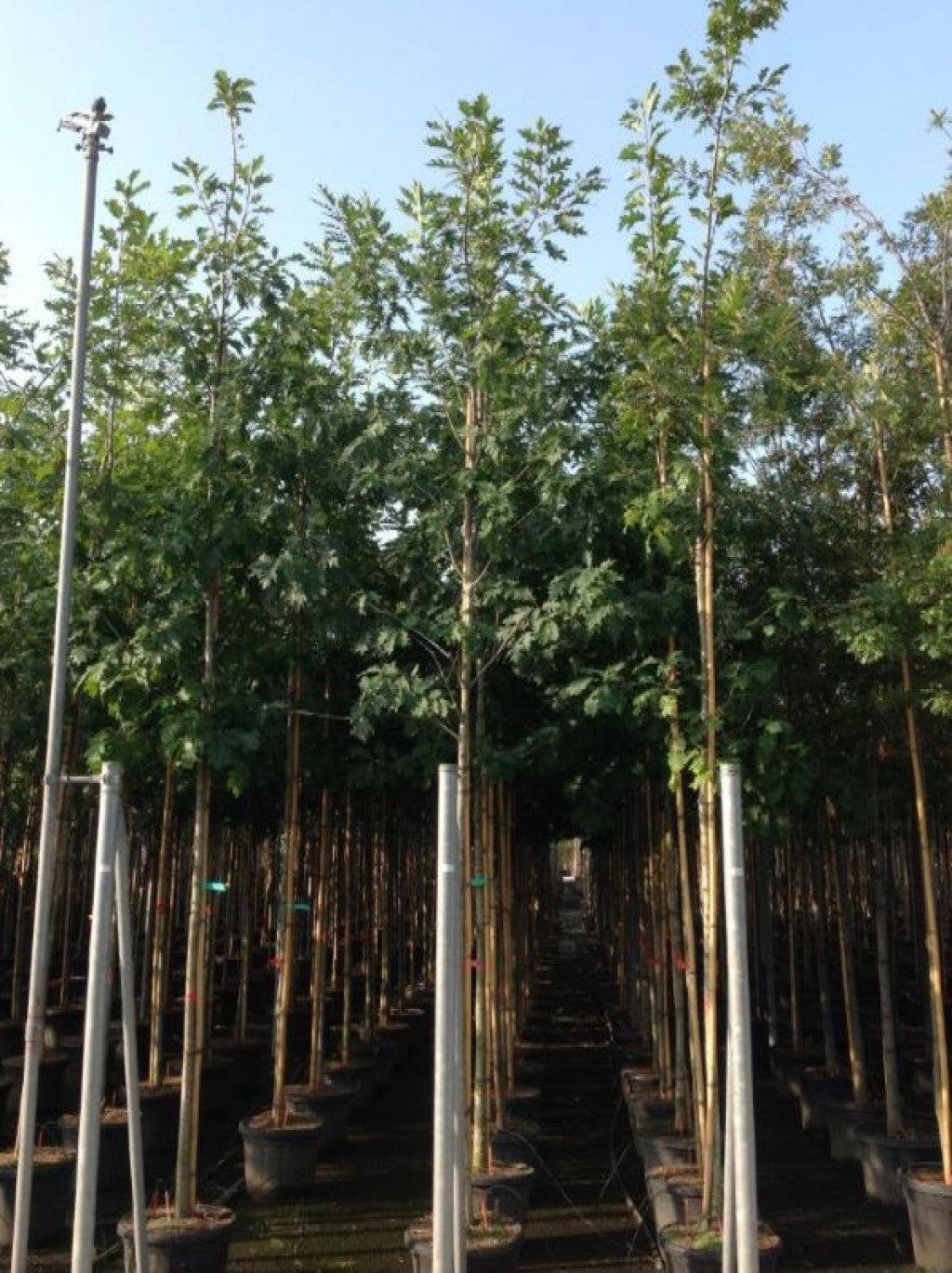 Red oak 3.00 - 4.00 m Quercus rubra
