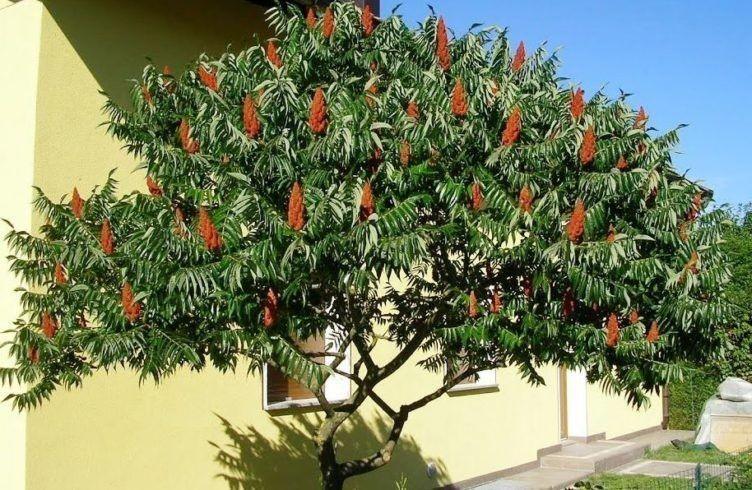 Rhus typhina "Dissecta" 1.00 - 1.50 m Rhus typhina "Dissecta"
