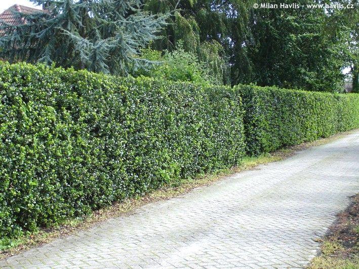 Heckenstar laurel" 1.00 -1.40 m Ilex meserveae "Heckenstar"