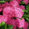 Hortensia Maman Rose" 0.50 - 0.70 m  Hydrangea macr. "Maman Rose"
