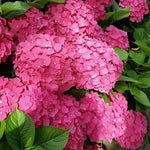 Hortensia Maman Rose" 0.50 - 0.70 m  Hydrangea macr. "Maman Rose"