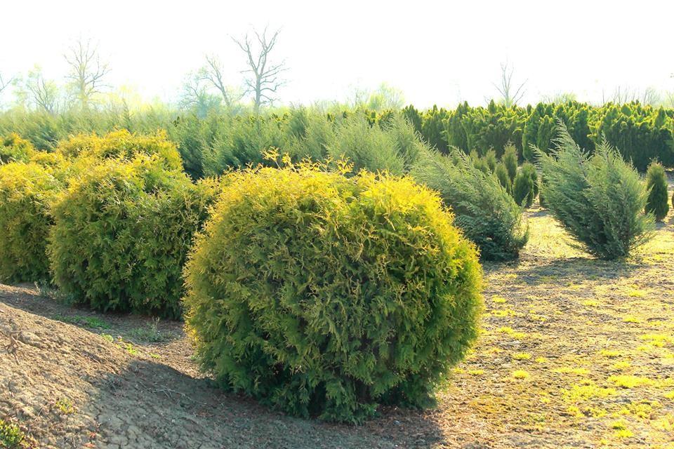 Thuja Golden Globe" 0.80 - 1.00 m Thuja occidentalis "Golden Globe"
