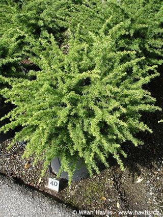 Compact Atlantica cedar 0.50 - 1.00 m Cedrus atlantica Compacta"