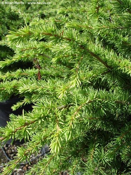 Compact Atlantica cedar 0.50 - 1.00 m Cedrus atlantica Compacta"