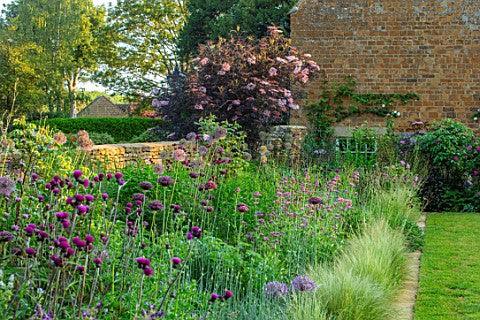 Cirsium rivulare Trevor's Blue Wonder
