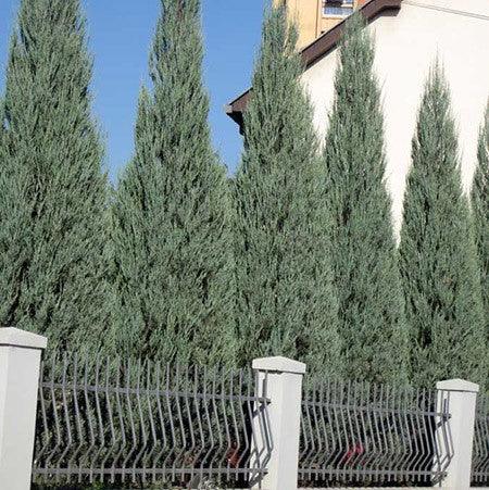 Ienupar de Virginia Blue Arrow" 1.50 - 1.70 m Juniperus virginiana "Blue Arrow"