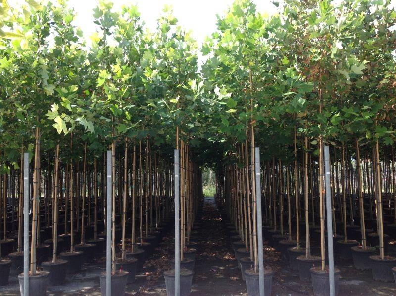 Arborele lalea 3.00 m - 3.50 m Liriodendron tulipifera