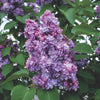 Liac Michel Buchner" 1.20 - 1.50 m Syringa vulgaris "Michel Buchner"