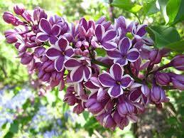 Lilac Sensation" 1.20 - 1.50 m Syringa vulgaris "Sensation"
