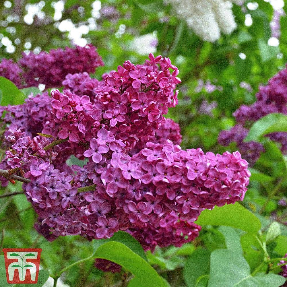Liac Souvenir de Louis Spath" 1.20 - 1.50 m Syringa vulgaris "Souvenir de Louis Spath"