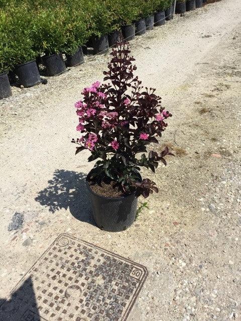 Indian lily "Rhapsody in Pink" 1.00 - 1.20 m Lagerstroemia indica "Rhapsody in Pink"