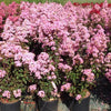 Liliac indian Rapsody in Pink" 1.00 - 1.20 m  Lagerstroemia indica "Rapsody in Pink"
