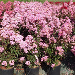 Liliac indian Rapsody in Pink" 1.00 - 1.20 m  Lagerstroemia indica "Rapsody in Pink"
