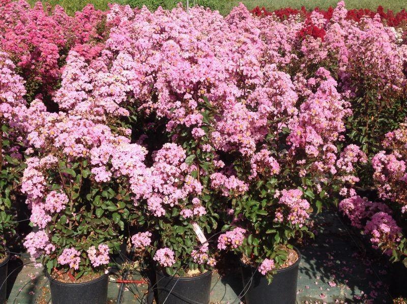 Indian lily "Rhapsody in Pink" 1.00 - 1.20 m Lagerstroemia indica "Rhapsody in Pink"