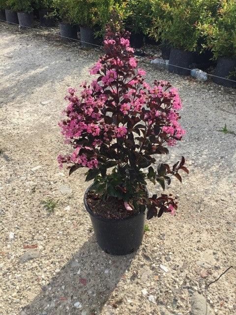Indian lily "Rhapsody in Pink" 1.00 - 1.20 m Lagerstroemia indica "Rhapsody in Pink"