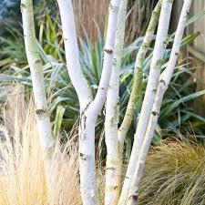 Mesteacan multitulpinal Doorenbos" 3.00 - 3.50 m Betula utilis "Doorenbos"