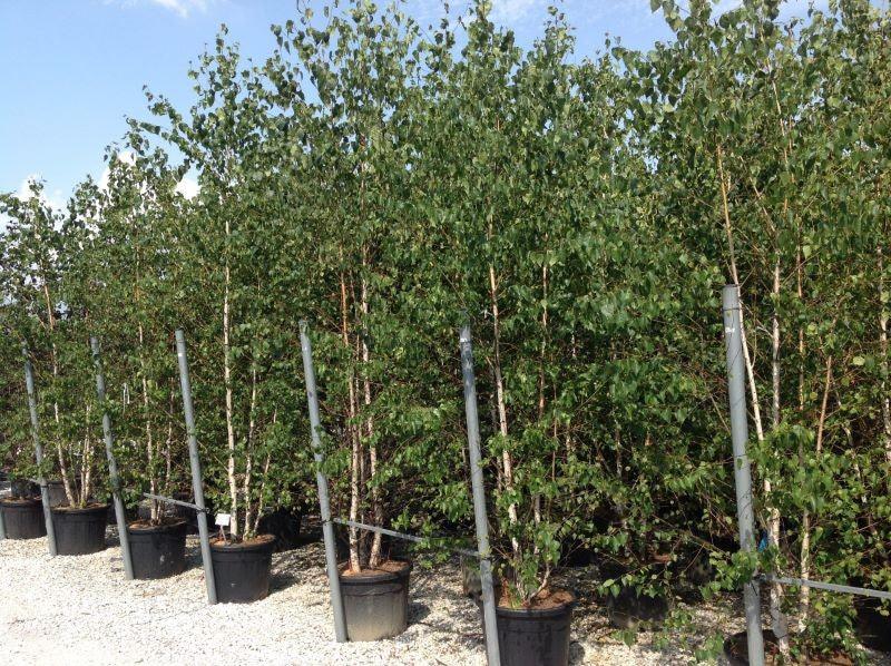 Mesteacan argintiu multitulpinal 2.50 - 3.50 m Betula pendula