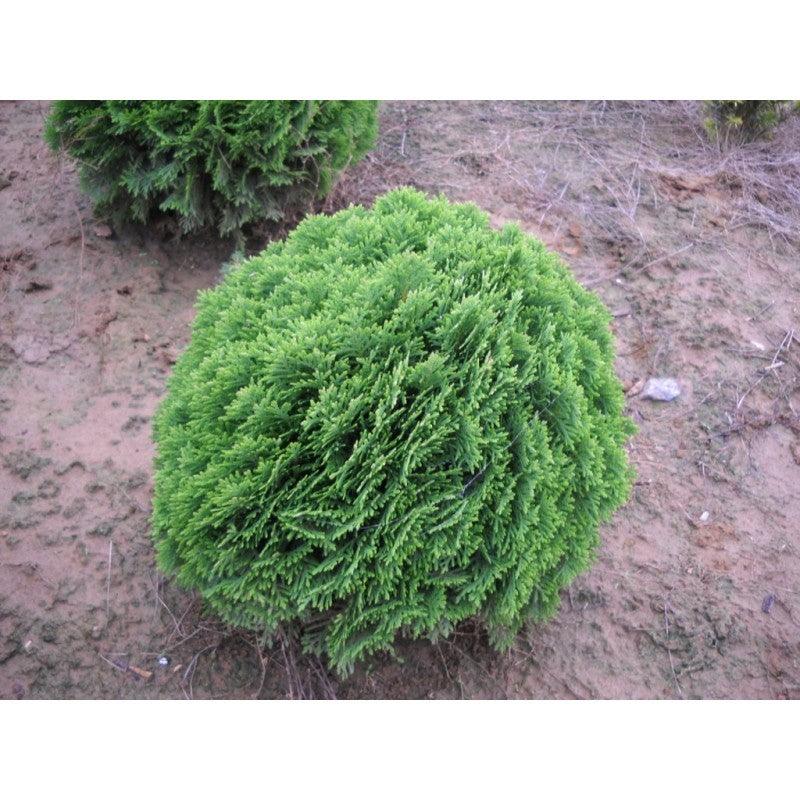 Tuia Danica" 0.30 - 0.40 m Thuja occidentalis "Danica"
