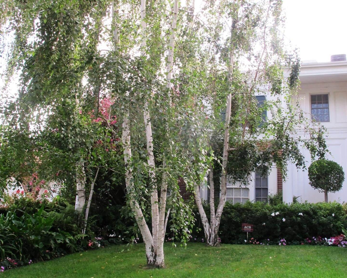Mesteacan argintiu multitulpinal 2.50 - 3.50 m Betula pendula
