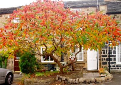 Rhus typhina "Dissecta" 1.00 - 1.50 m Rhus typhina "Dissecta"