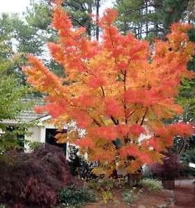 Japanese maple 'Sango Kaku'' 1.70 - 2.00 m Acer palmatum 'Sango Kaku''