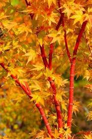 Japanese maple 'Sango Kaku'' 1.70 - 2.00 m Acer palmatum 'Sango Kaku''