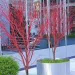 Japanese maple 'Sango Kaku'' 1.50 - 1.70 m Acer palmatum 'Sango Kaku''