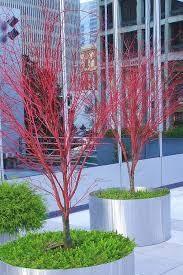 Japanese maple 'Sango Kaku'' 1.70 - 2.00 m Acer palmatum 'Sango Kaku''