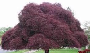 Japanese Maple Inaba Shidare" 1.70 - 2.00 m Acer palmatum dissectum "Inaba Shidare"