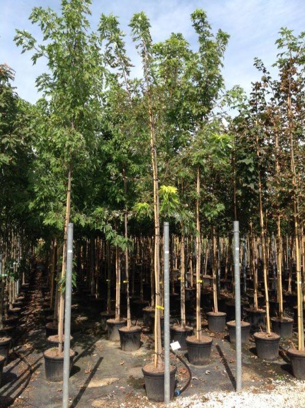 Silver maple 4.00 - 4.50 m Acer saccharinum Pyramidale"