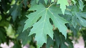 Silver maple 4.00 - 4.50 m Acer saccharinum Pyramidale"