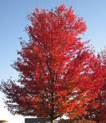 Silver maple 4.00 - 4.50 m Acer saccharinum Pyramidale"