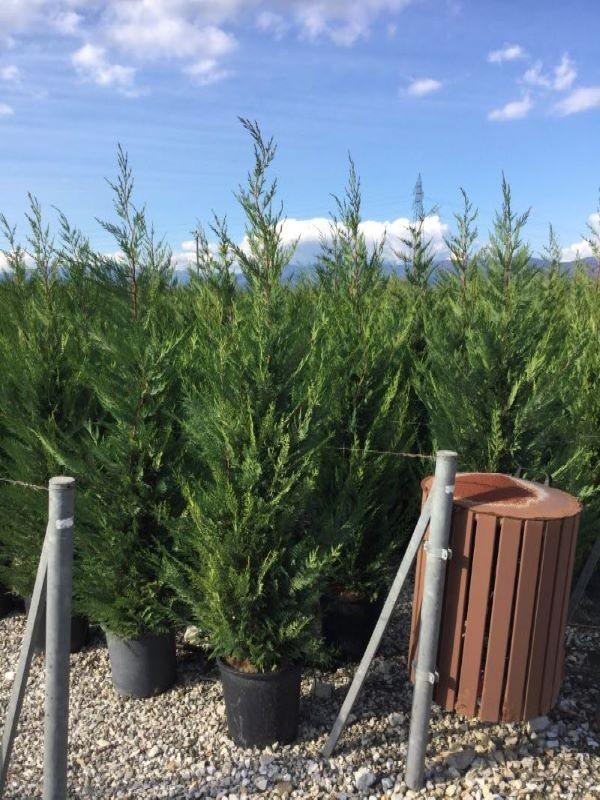 Cypress leylandii 1.80 - 2.00 mx Cupressocyparis leylandii