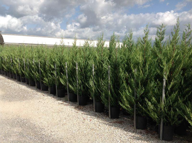 Cypress leylandii 1.80 - 2.00 mx Cupressocyparis leylandii