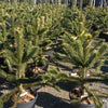 Araucaria 0.50 - 0.60 m Araucaria araucana