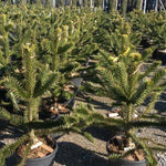 Araucaria 0.50 - 0.60 m Araucaria araucana
