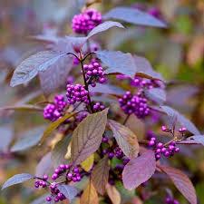 Calicarpa "Profusion" 0.50 - 0.70 m Calicarpa bodinieri "Profusion"