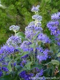 Caryopteris ”Grand Bleu ” 0.20 - 0.40 m Caryopteris x clandonensis ”Grand Bleu ”