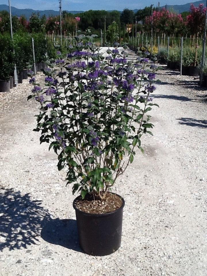 Caryopteris ”Grand Bleu ” 0.20 - 0.40 m Caryopteris x clandonensis ”Grand Bleu ”