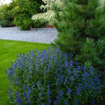 Caryopteris ”Grand Bleu” 0.20 - 0.40 m Caryopteris x clandonensis ”Grand Bleu”