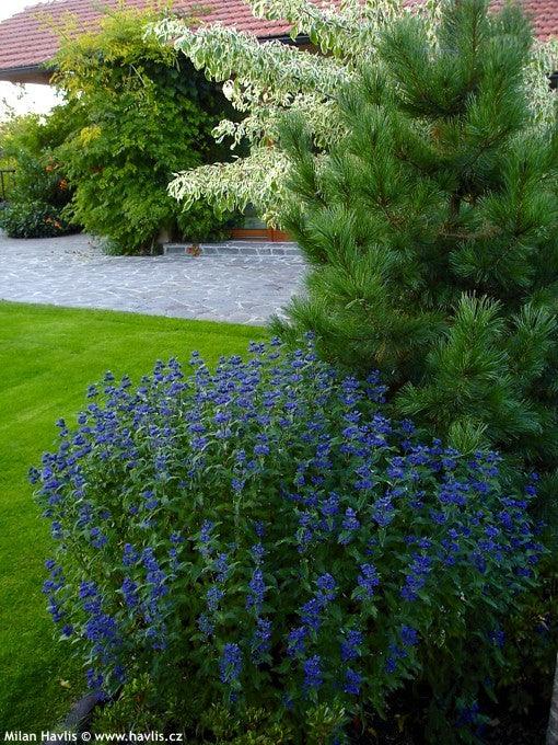Caryopteris ”Heavenly Bleu” 0.30 - 0.50 m Caryopteris x clandonensis ”Heavenly Bleu”