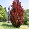 Columnar beech Dawyck Purple" 1.20 - 1.50 m Fagus sylvatica "Dawyck Purple"