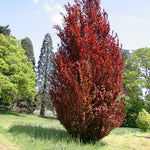 Columnar beech Dawyck Purple" 1.20 - 1.50 m Fagus sylvatica "Dawyck Purple"