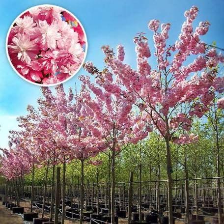 Kanzan Japanese cherry" 2.00 - 2.50 m Prunus serrulata "Kanzan"